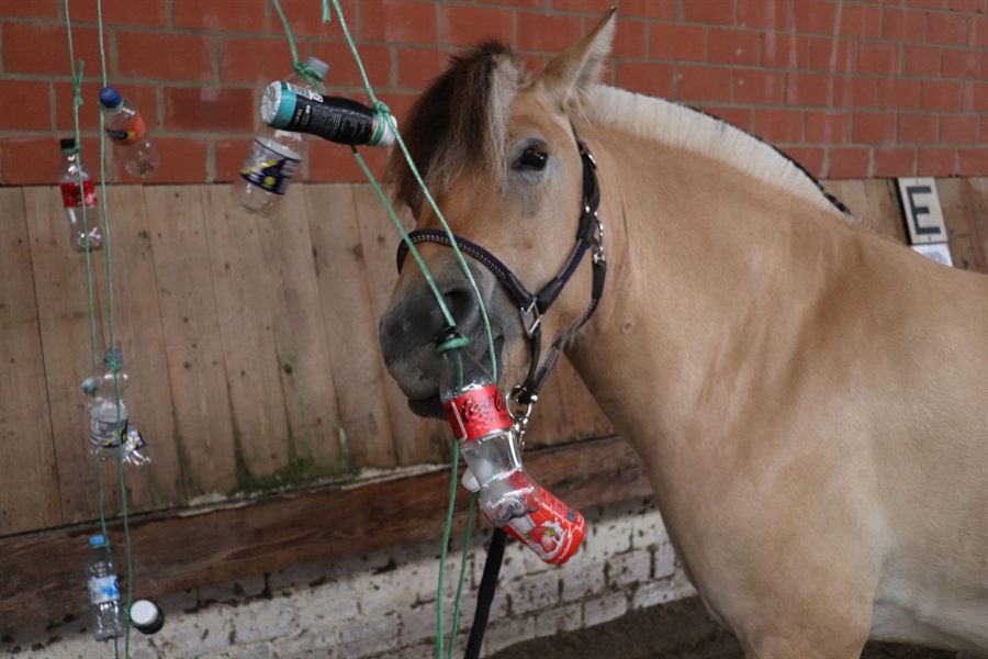 Training mit Pferd und Hindernissen