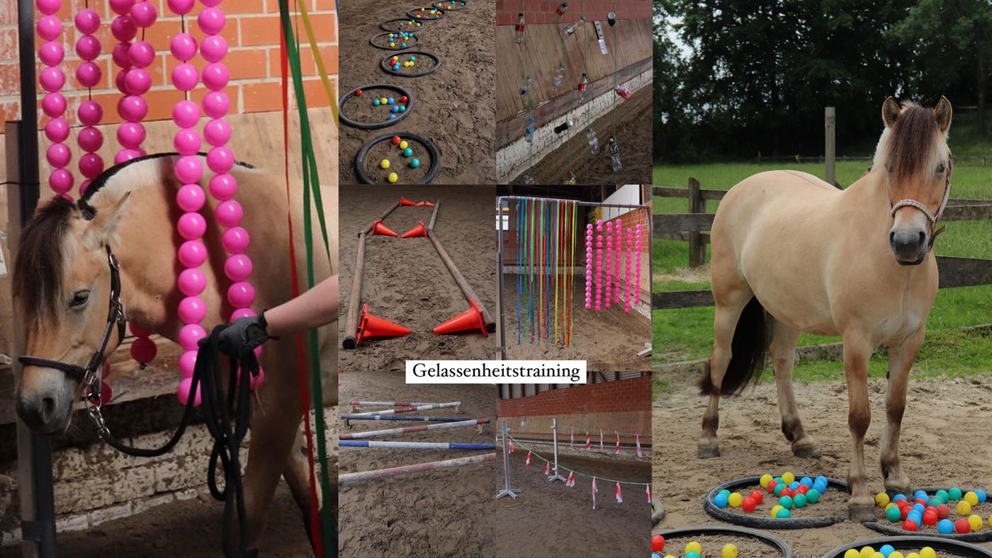 Gelassenheitstraining mit Pferd